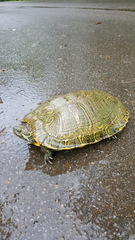 Trachemys scripta troostii