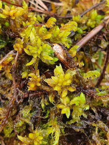 Flat-leaved Bog-moss (Sphagnum platyphyllum)