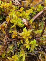 Sphagnum platyphyllum