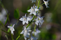 Delphinium tricorne