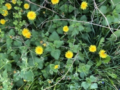 Taraxacum officinale