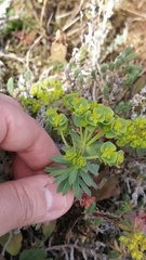 Euphorbia portlandica
