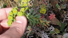 Euphorbia portlandica