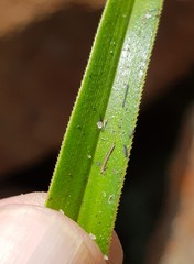 Xerophyta schlechteri