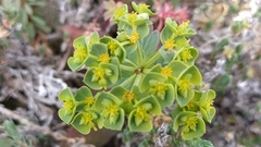 Euphorbia portlandica
