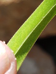 Xerophyta schlechteri