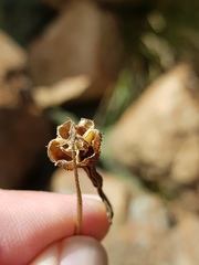 Xerophyta schlechteri