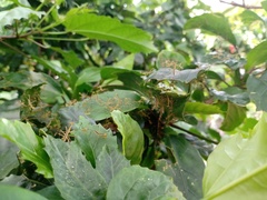 Photiomantis