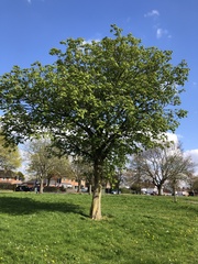 Aesculus hippocastanum