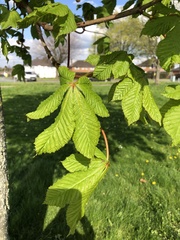 Aesculus hippocastanum
