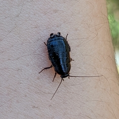 Loboptera
