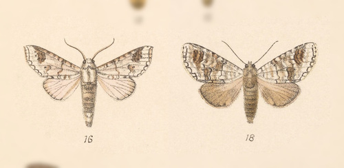 Sericochroa tenuis