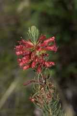 Erica viscaria