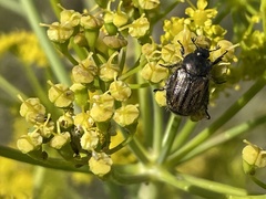 Blitopertha nigripennis