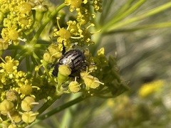 Blitopertha nigripennis