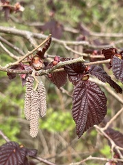 Corylus maxima