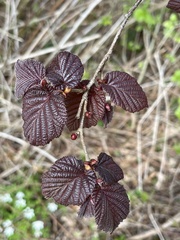 Corylus maxima
