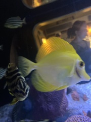 Zebrasoma
