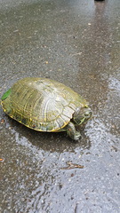 Trachemys scripta troostii