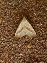 Macrochilo hypocritalis