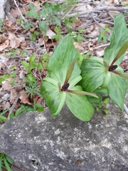 Trillium viride