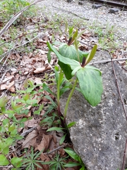 Trillium viride