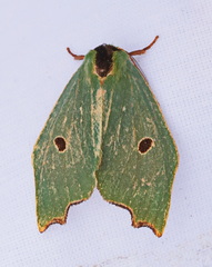 Rosema attenuata