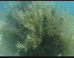 Sargassum platycarpum