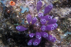 Clavelina puertosecensis