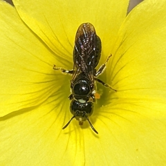 Ceratina cucurbitina