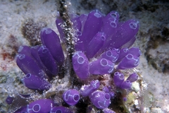 Clavelina puertosecensis