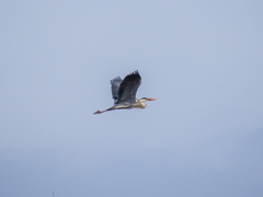Ardea cinerea