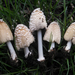 Flocculose Inkcap - Photo (c) Jacob Kalichman, some rights reserved (CC BY-NC), uploaded by Jacob Kalichman