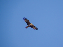 Milvus migrans