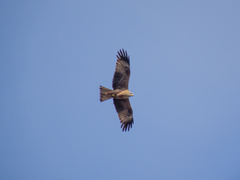 Milvus migrans