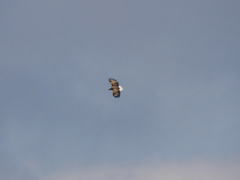 Haliaeetus albicilla