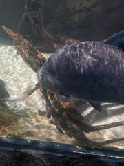 Piaractus brachypomus