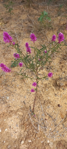 Purple Cat's Tail
