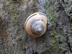 Cepaea nemoralis