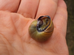 Cepaea nemoralis
