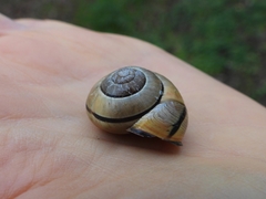 Cepaea nemoralis