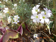 Oxalis triangularis