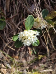 Daphne blagayana