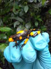 Oophaga histrionica