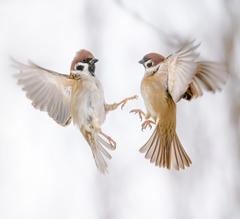 Eurasian Tree Sparrow photo 6