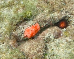 Dragmacidon lunaecharta