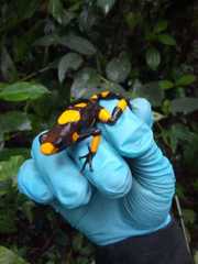 Oophaga histrionica