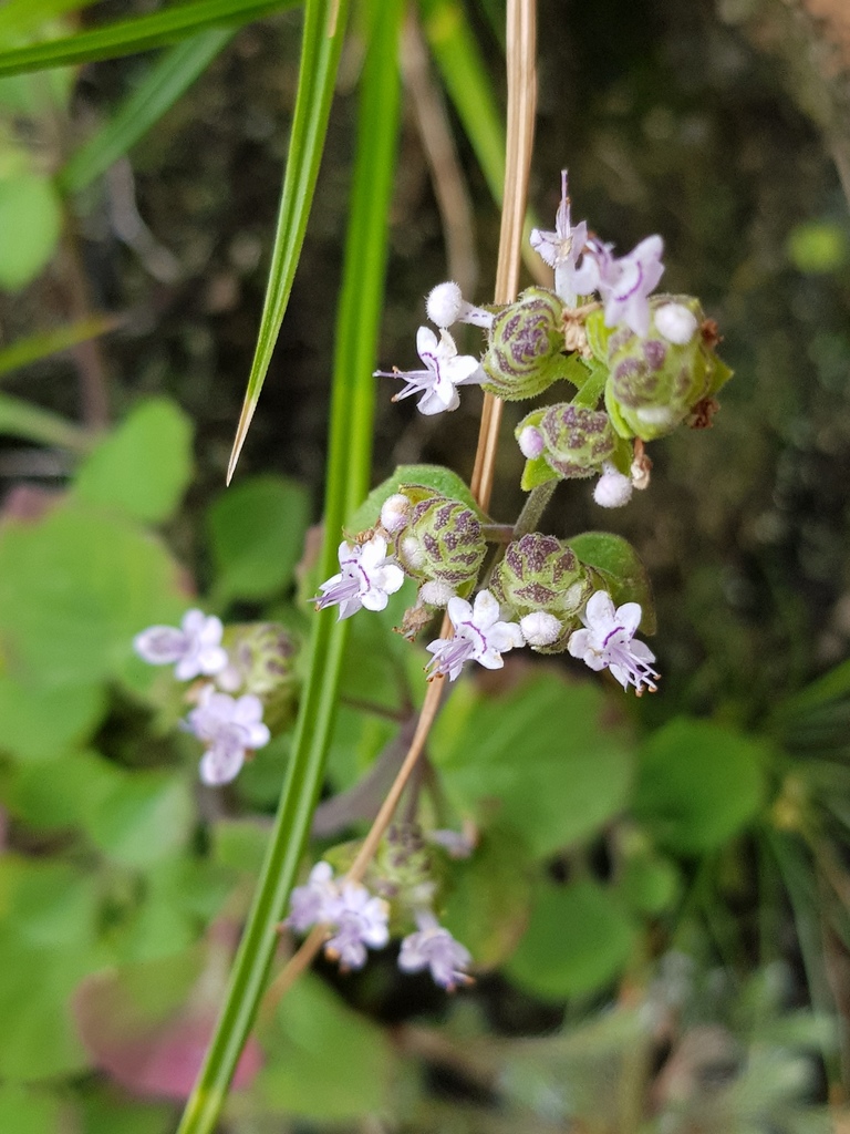Radiant Rocksage