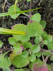 Aeollanthus buchnerianus