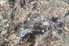 Ancylomenes magnificus